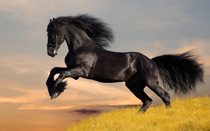android-black-animals-horse-tube-422698.jpg