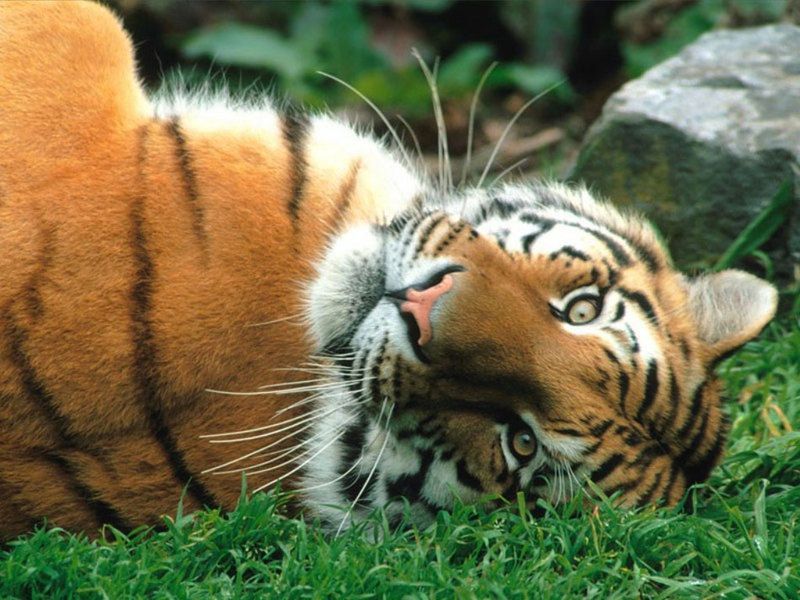 animais-tigre-dd5b7a.jpg