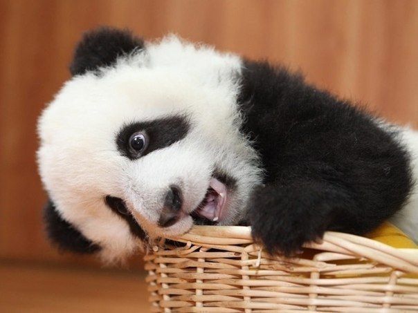 animal-cute-funny-panda-Favim_com-497148.jpg