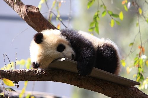 animal-cute-gsayour-lazy-panda-Favim_com-176789.jpg