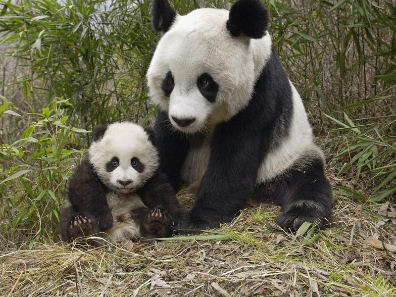 animal-preferer-panda-giant-baby-big.jpg