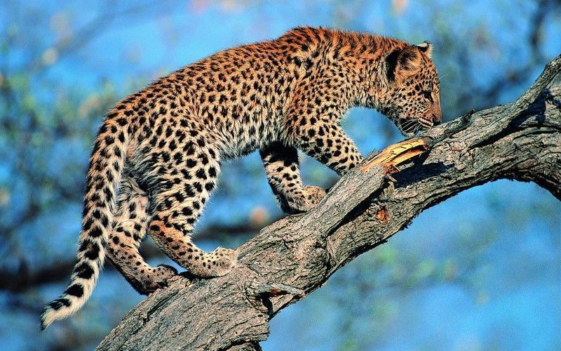 animals-leopards_00421955.jpg