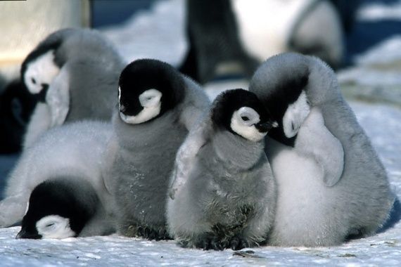 animaux-pingouin-img.jpg