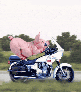 animes-cochon-animal-moto-img.gif