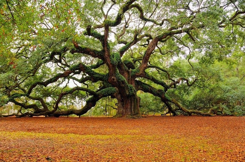 arbre-1889.jpg