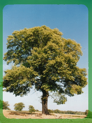 arbre-5.gif