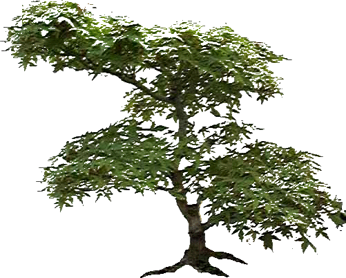 arbre-55.gif