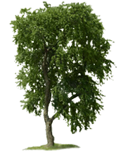 arbre-60.gif