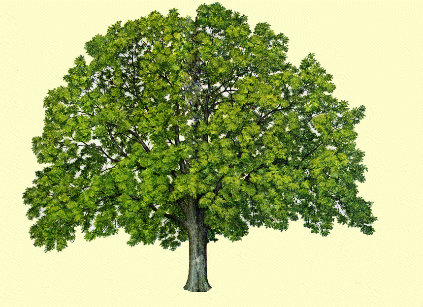 arbre-65.gif