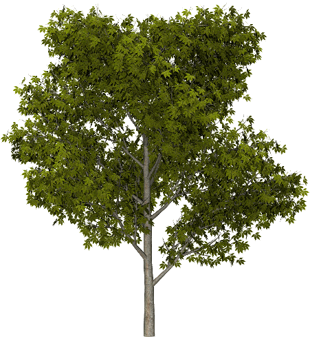 arbre-7.gif