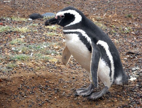 argentine-septembre-octobre-pingouin-manchot-magellan-img.jpg