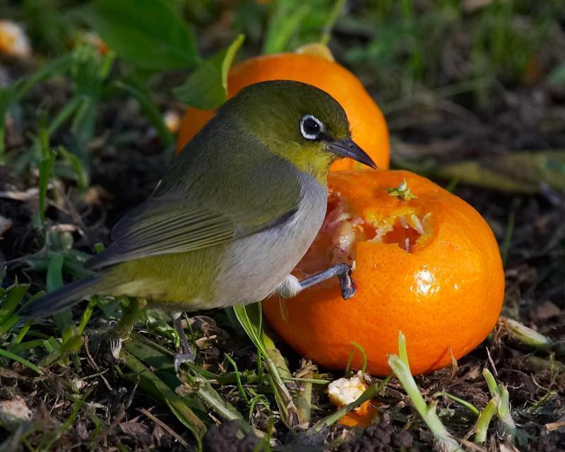 australian_birds2_022.jpg