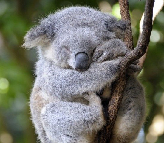 australie13_-_koala_in_tree_1.jpg