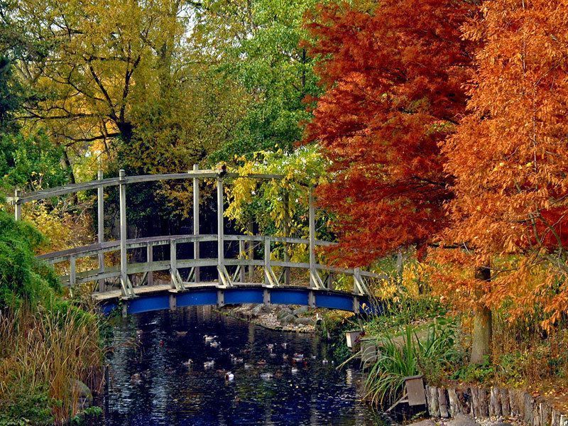 automne-au-jardin-de-monet1.jpg