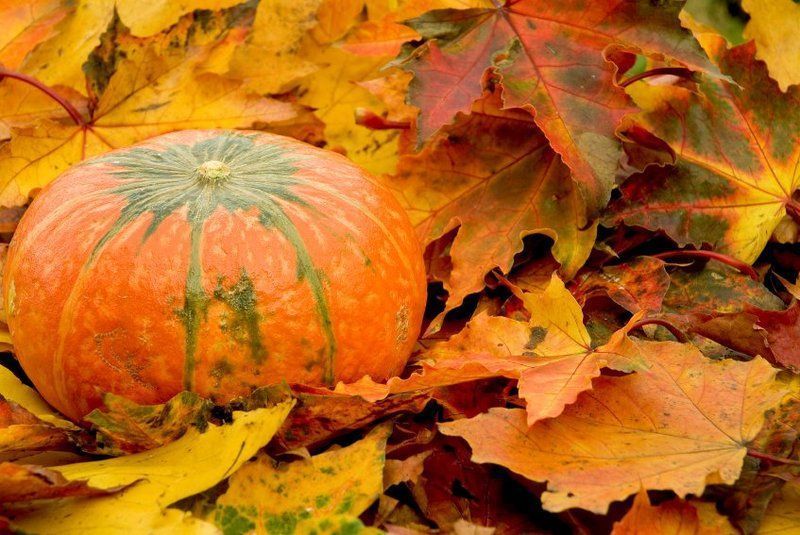 automne-autumn-leaves-pumpkin-big.jpg