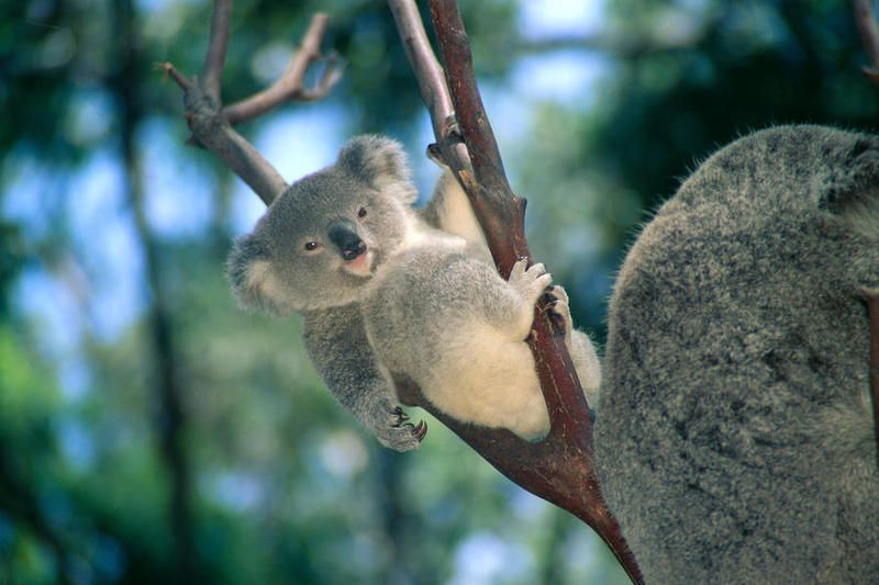 baby-koala-bear-himani.jpg