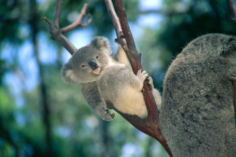 baby-koala-bear-himani_1.jpg