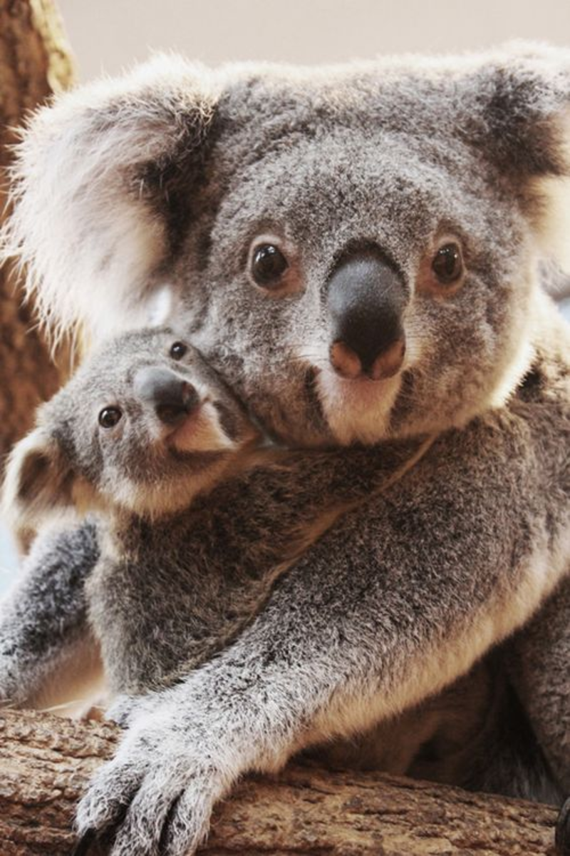 baby-koala_1.png