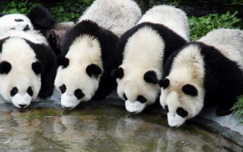 baby-panda-brothers-picture-1440x900.jpg