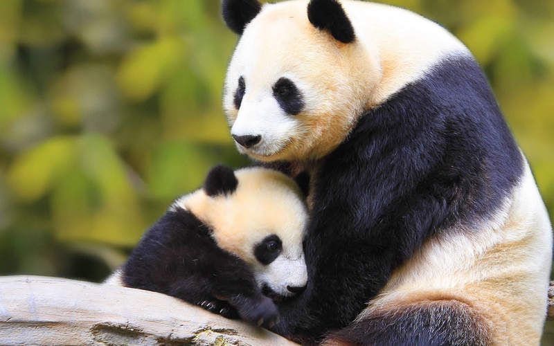 baby-panda-with-mother-1680x1050-1208019.jpg