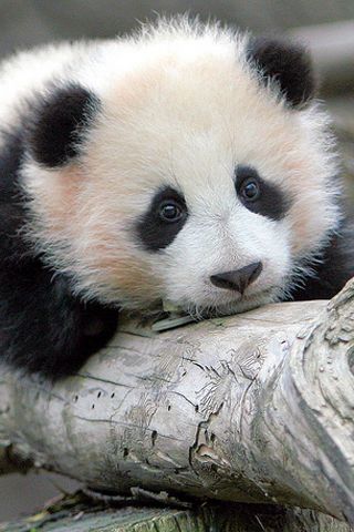 baby-panda.jpg