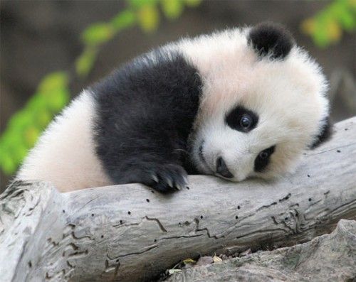 baby-panda2-500x397.jpg