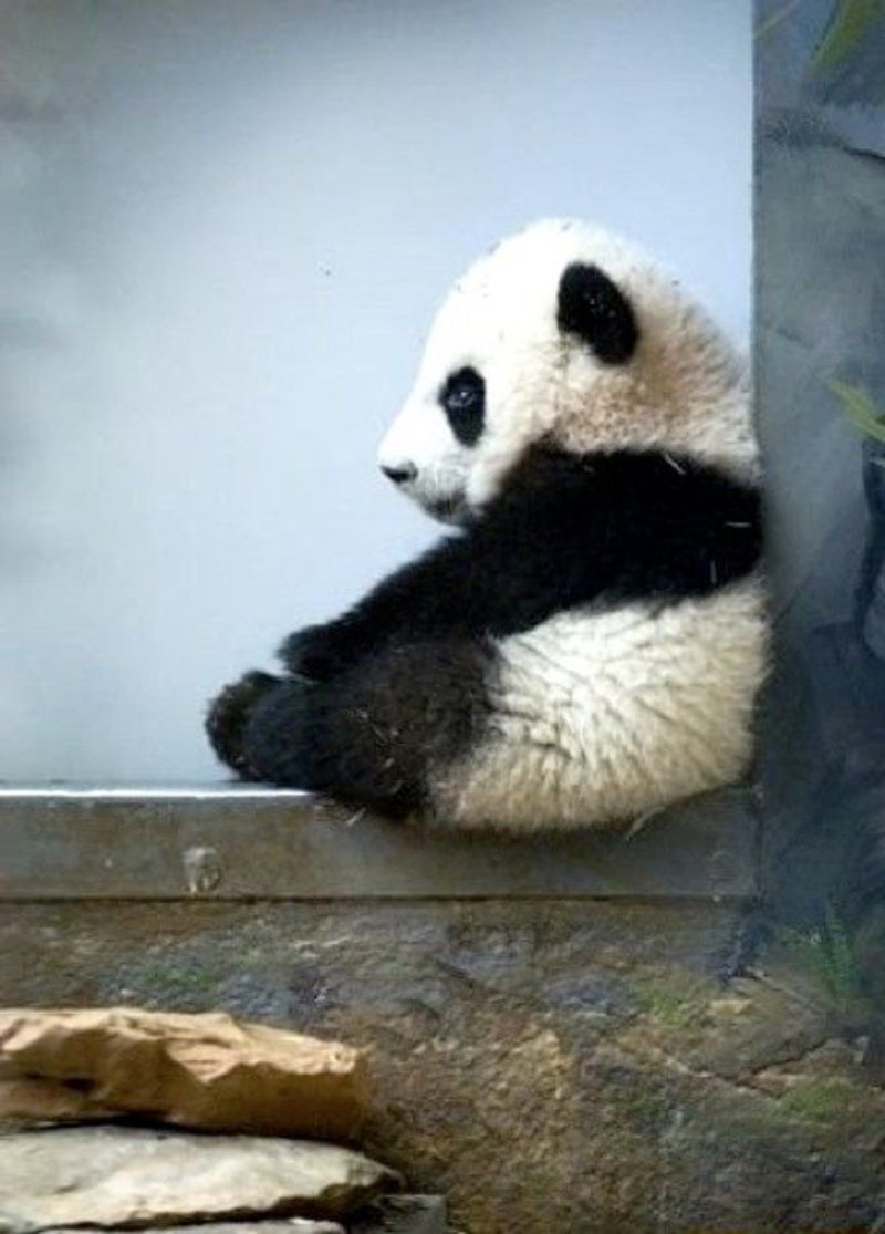 baby-panda4.jpg