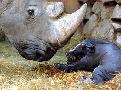 baby_rhino_002.jpg