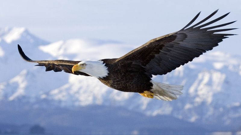 bald-eagle-eagle-flight-wings-animals.jpg
