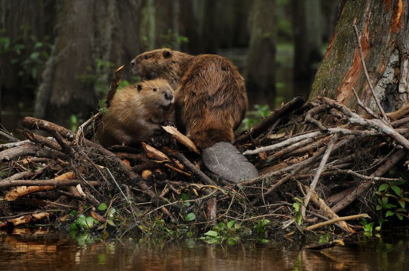 beaver-pair.jpg