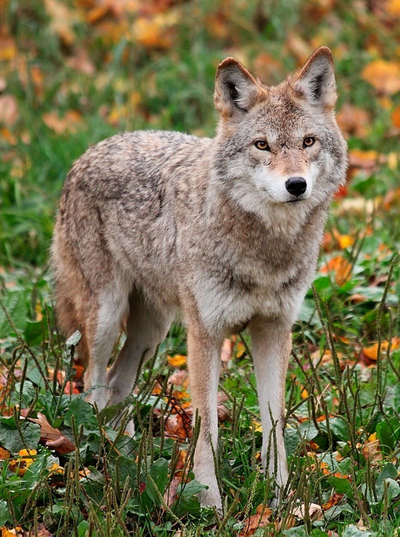 bigstock-Coyote-Looking-At-The-Camera-6068922-1.jpg