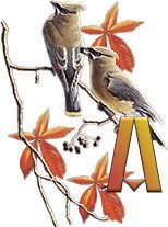 birds_branch-1.jpg