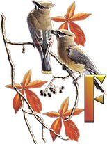 birds_branch-11.jpg