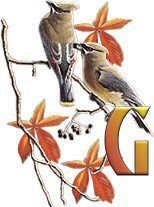 birds_branch-13.jpg