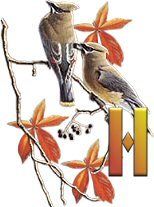 birds_branch-15.jpg