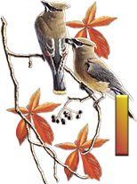 birds_branch-17.jpg