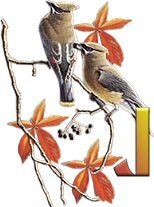 birds_branch-19.jpg