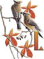 birds_branch-23.jpg