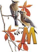 birds_branch-25.jpg