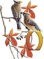 birds_branch-29.jpg