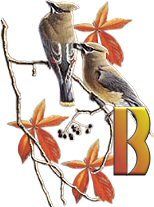 birds_branch-3.jpg