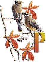 birds_branch-31.jpg