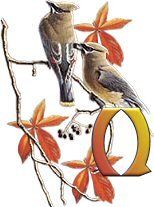 birds_branch-33.jpg