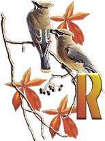 birds_branch-35.jpg