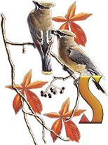 birds_branch-37.jpg