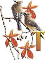 birds_branch-39.jpg