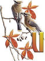 birds_branch-41.jpg