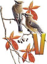 birds_branch-43.jpg