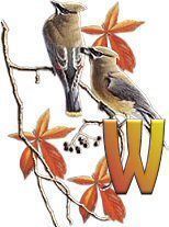 birds_branch-45.jpg