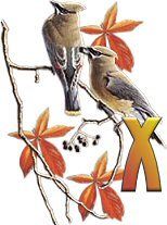 birds_branch-47.jpg